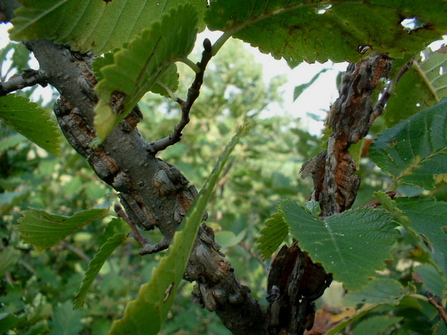 Ulmus minor / Olmo comune o campestre